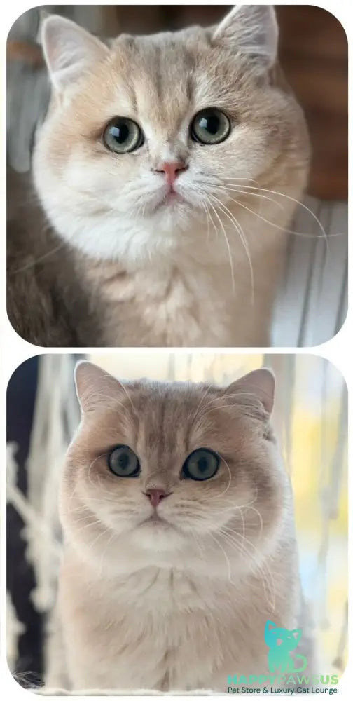 Dasha British Shorthair female blue golden chinchilla - live animals