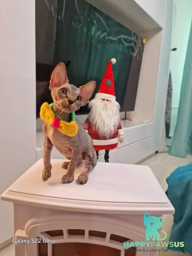Dasha Canadian Sphynx female black tabby - live animals