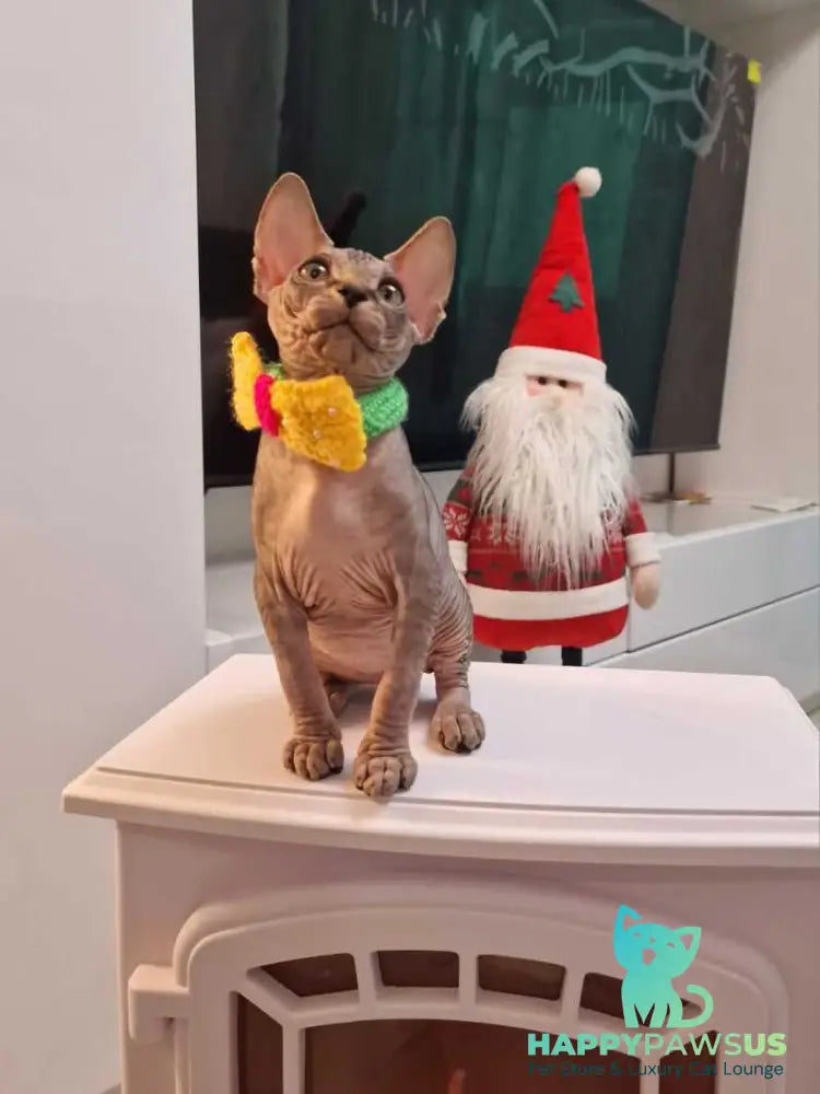 Dasha Canadian Sphynx female black tabby - live animals