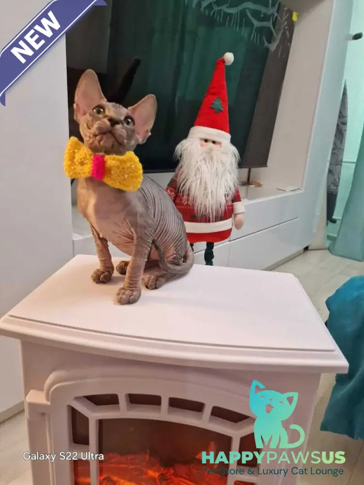 Dasha Canadian Sphynx female black tabby - live animals