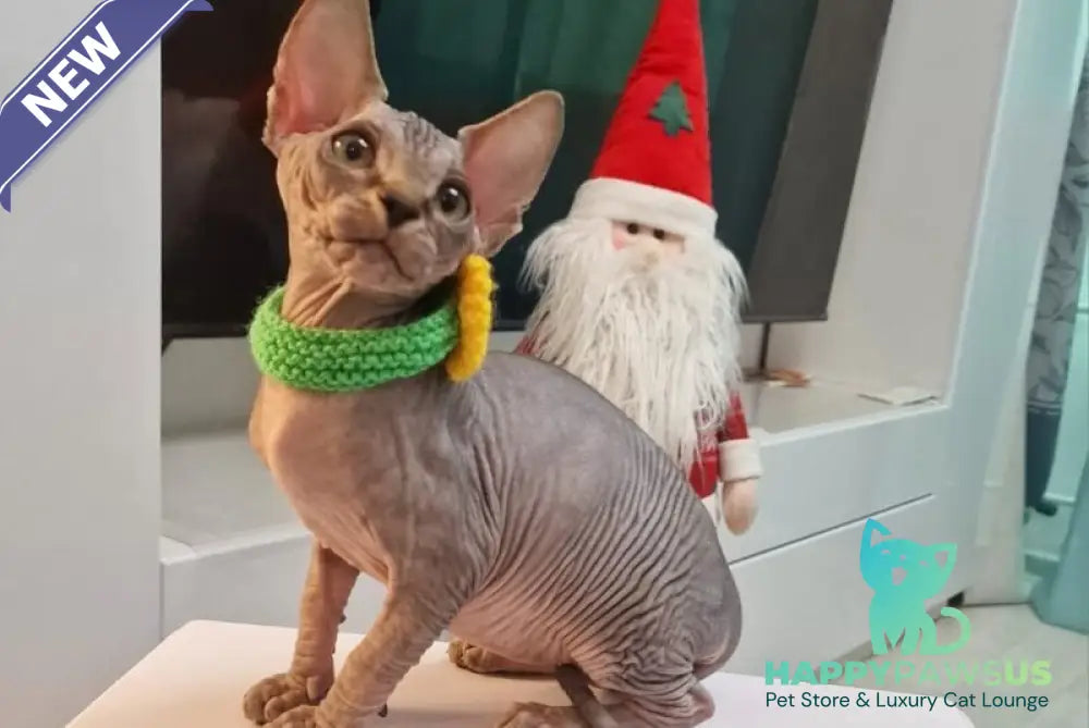 Dasha Canadian Sphynx female black tabby - live animals