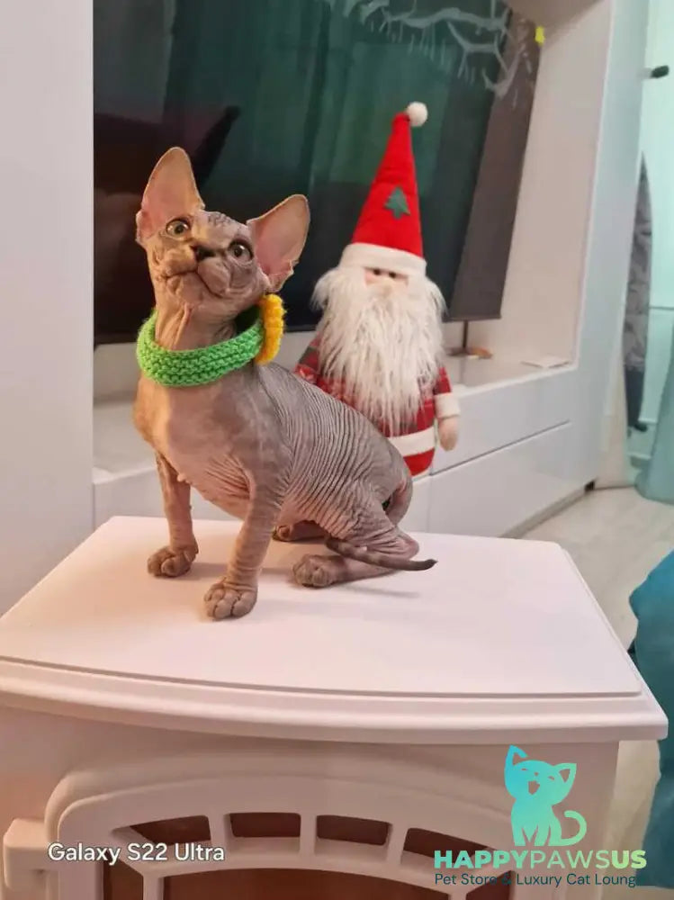 Dasha Canadian Sphynx female black tabby - live animals