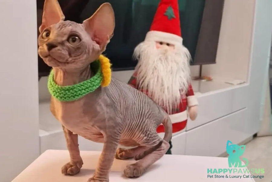 Dasha Canadian Sphynx female black tabby - live animals