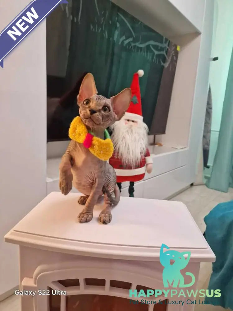 Dasha Canadian Sphynx female black tabby - live animals