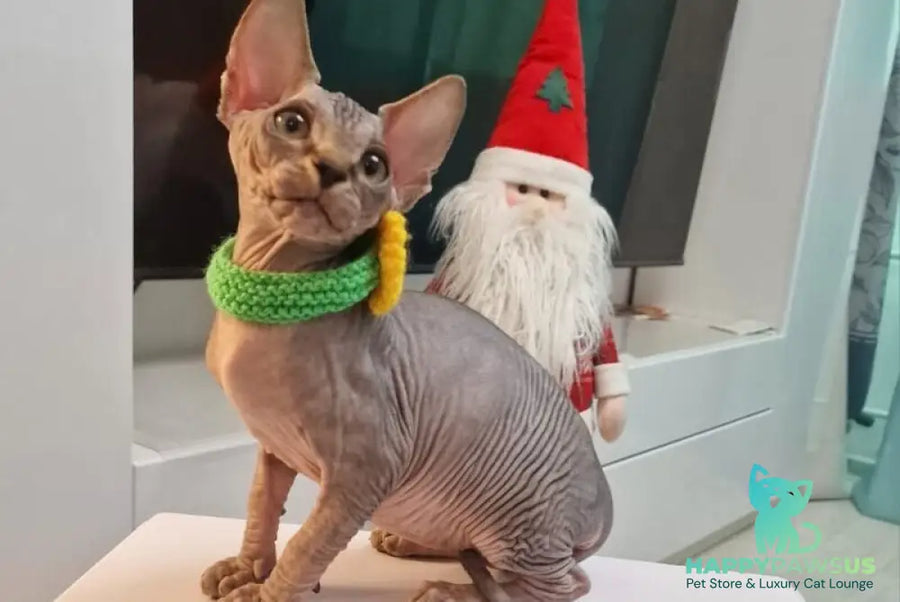 Dasha Canadian Sphynx female black tabby - live animals