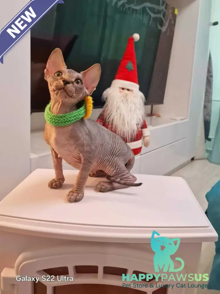 Dasha Canadian Sphynx female black tabby - live animals