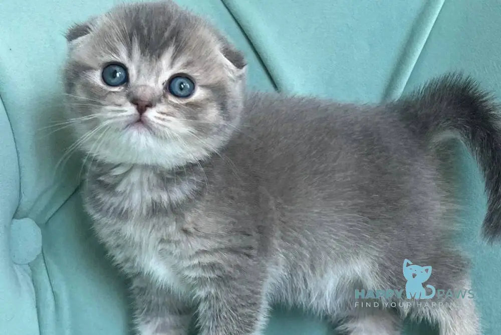 Dasha Scottish Fold female blue ticked tabby live animals
