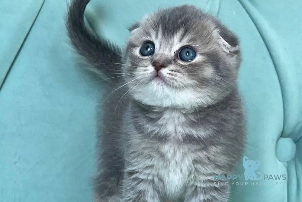 Dasha Scottish Fold female blue ticked tabby live animals