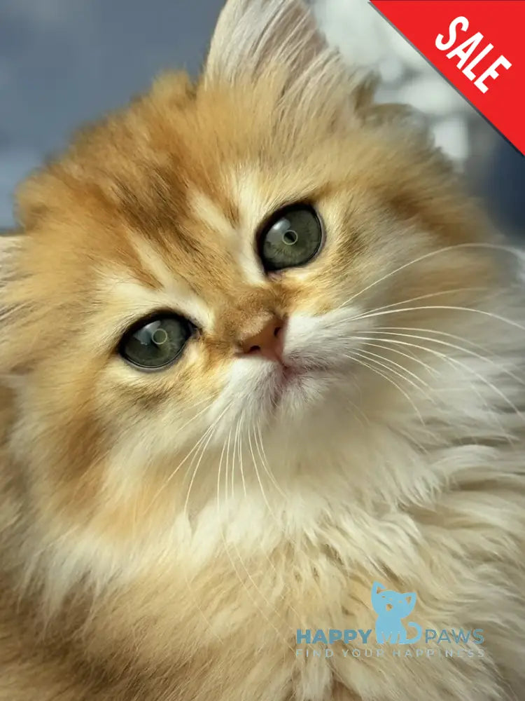 Dasha Scottish Straight female black golden shaded - live animals