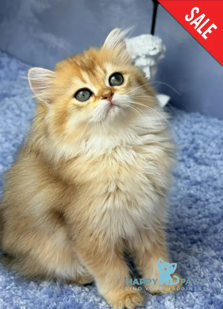 Dasha Scottish Straight female black golden shaded - live animals