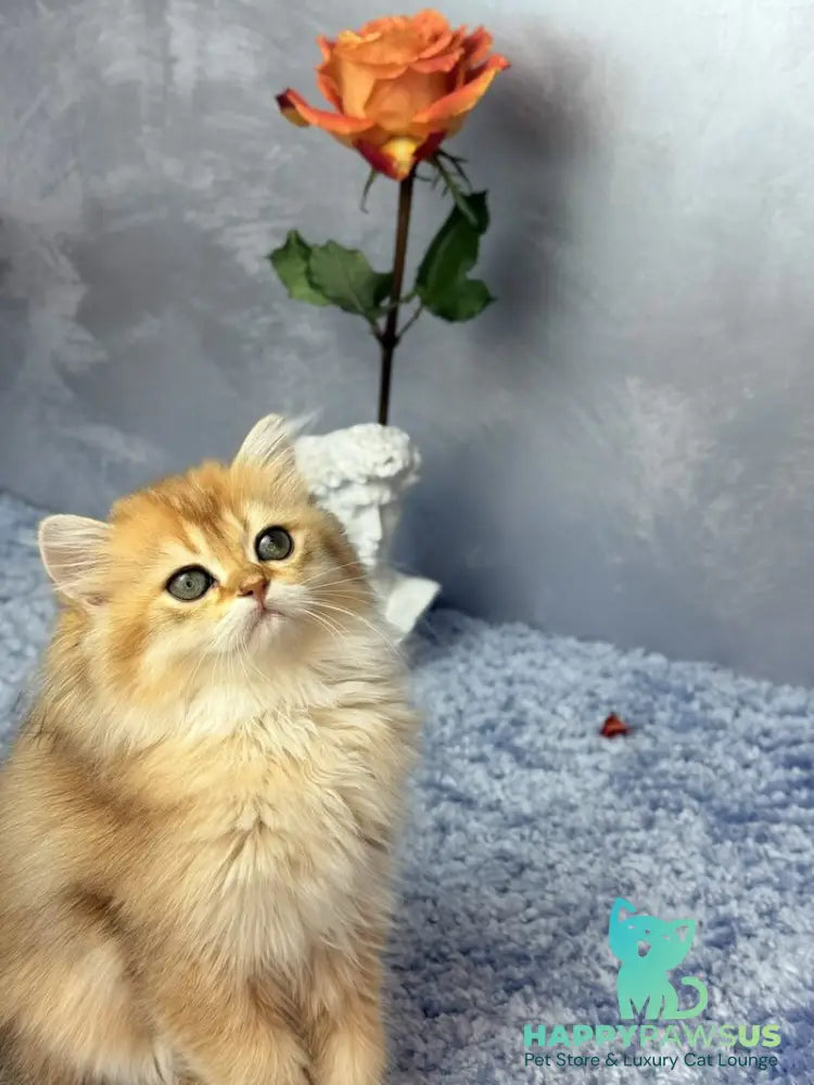 Dasha Scottish Straight female black golden shaded - live animals