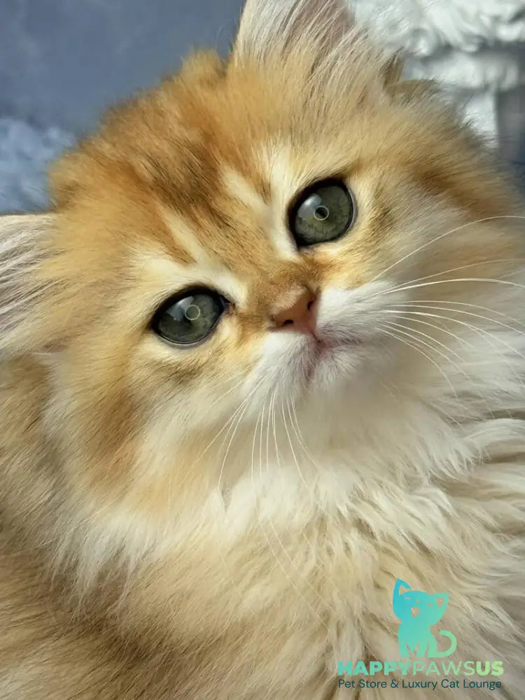 Dasha Scottish Straight female black golden shaded - live animals