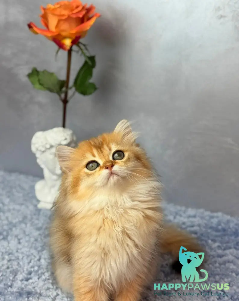 Dasha Scottish Straight female black golden shaded - live animals