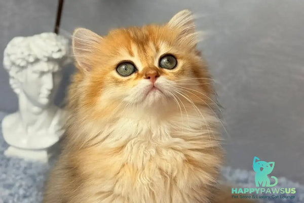 Dasha Scottish Straight female black golden shaded - live animals