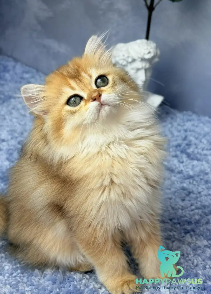 Dasha Scottish Straight female black golden shaded - live animals