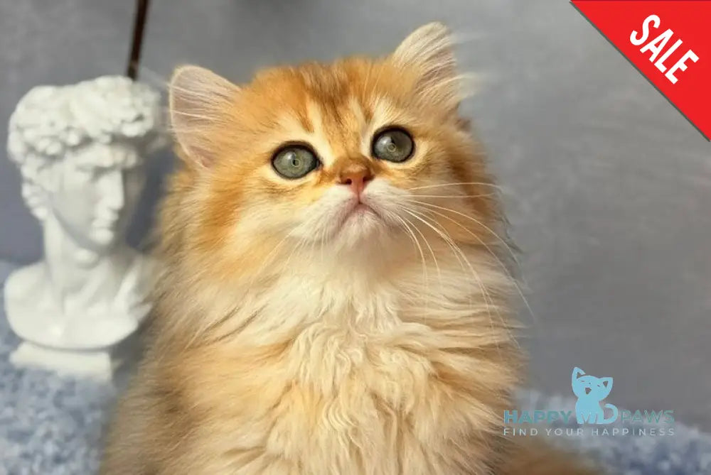 Dasha Scottish Straight female black golden shaded - live animals