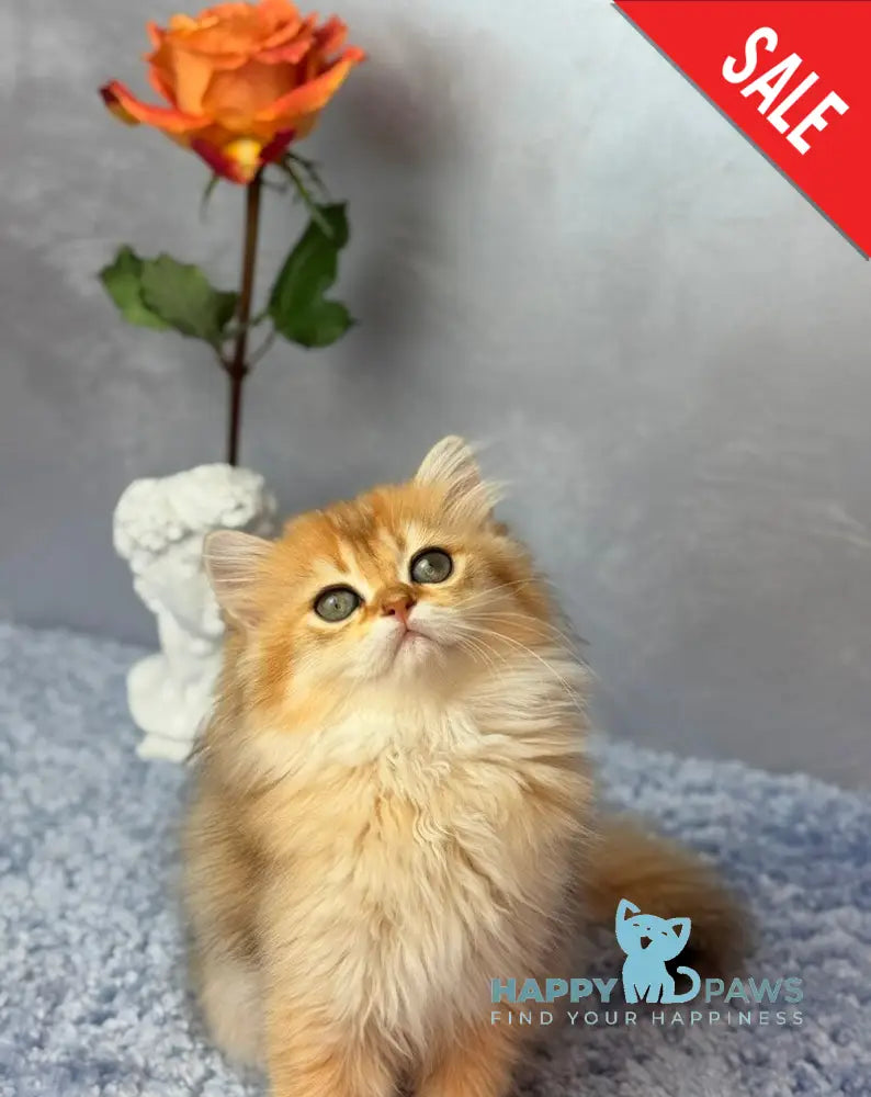 Dasha Scottish Straight female black golden shaded - live animals
