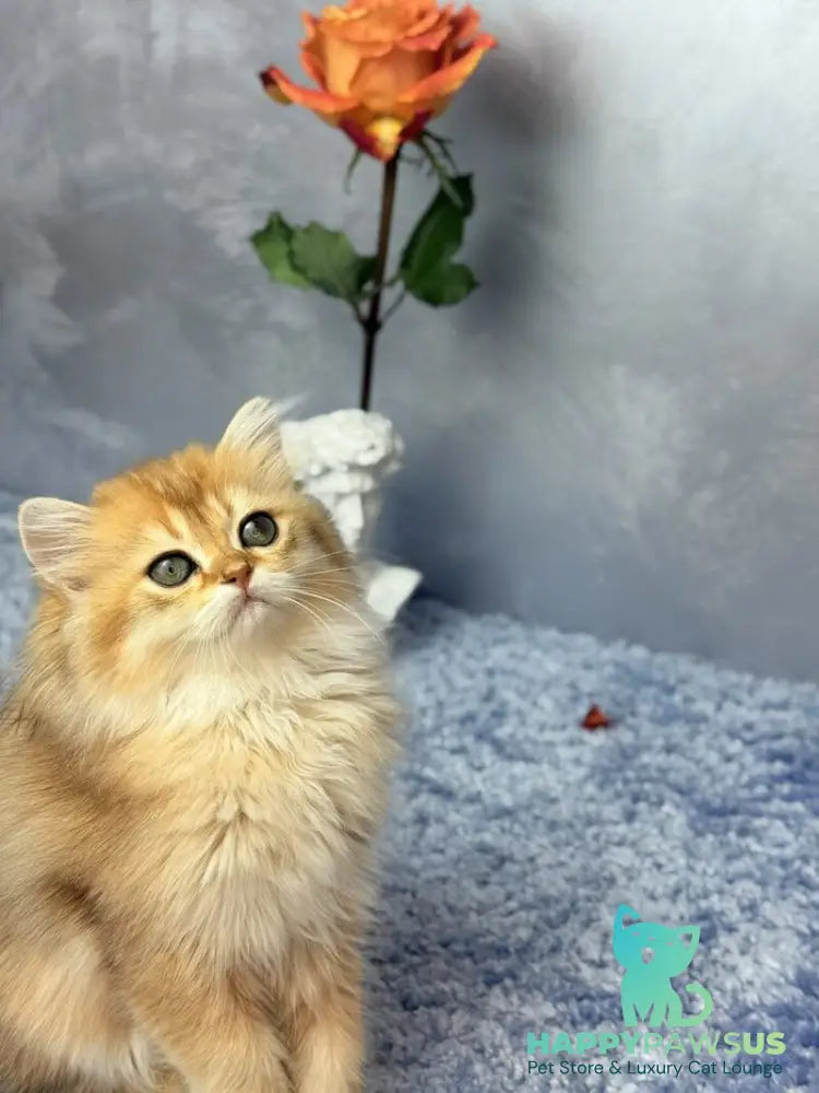 Dasha Scottish Straight female black golden shaded - live animals