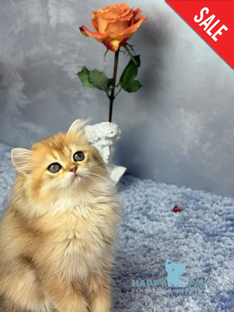 Dasha Scottish Straight female black golden shaded - live animals