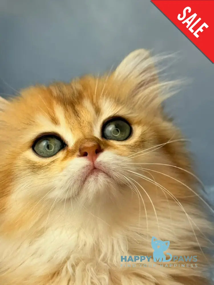 Dasha Scottish Straight female black golden shaded - live animals