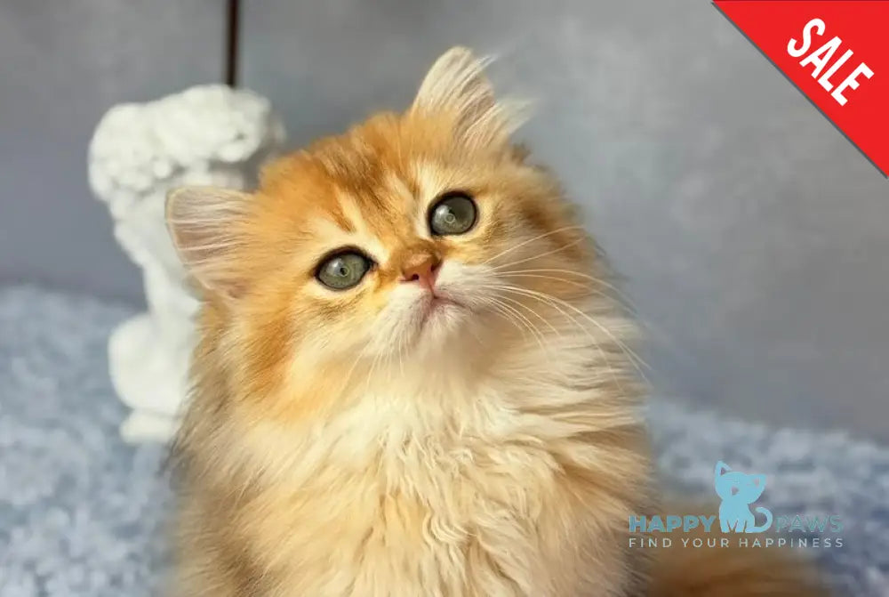 Dasha Scottish Straight female black golden shaded - live animals