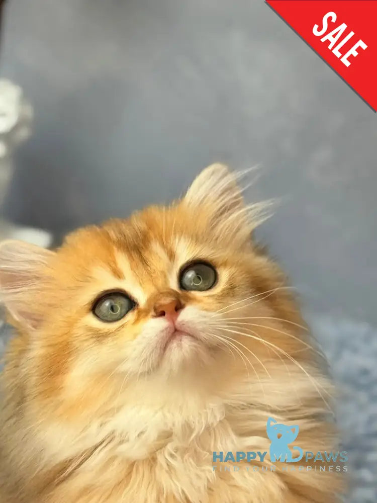 Dasha Scottish Straight female black golden shaded - live animals