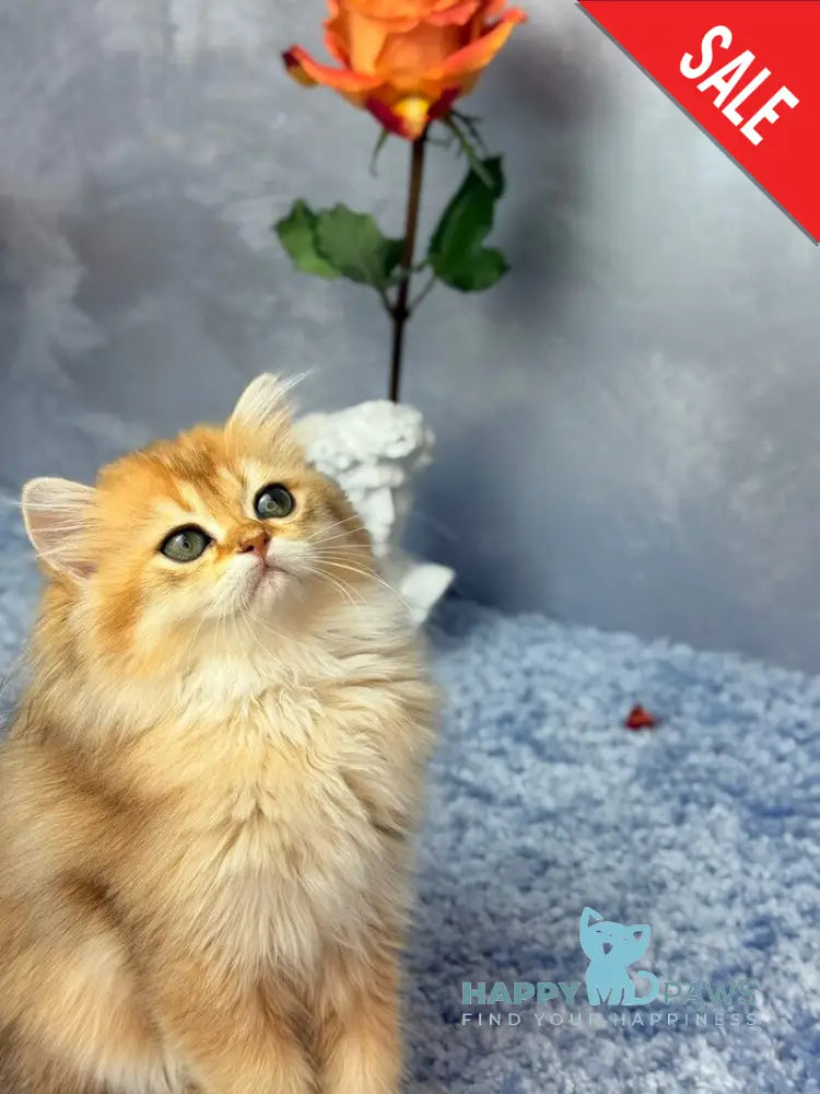 Dasha Scottish Straight female black golden shaded - live animals