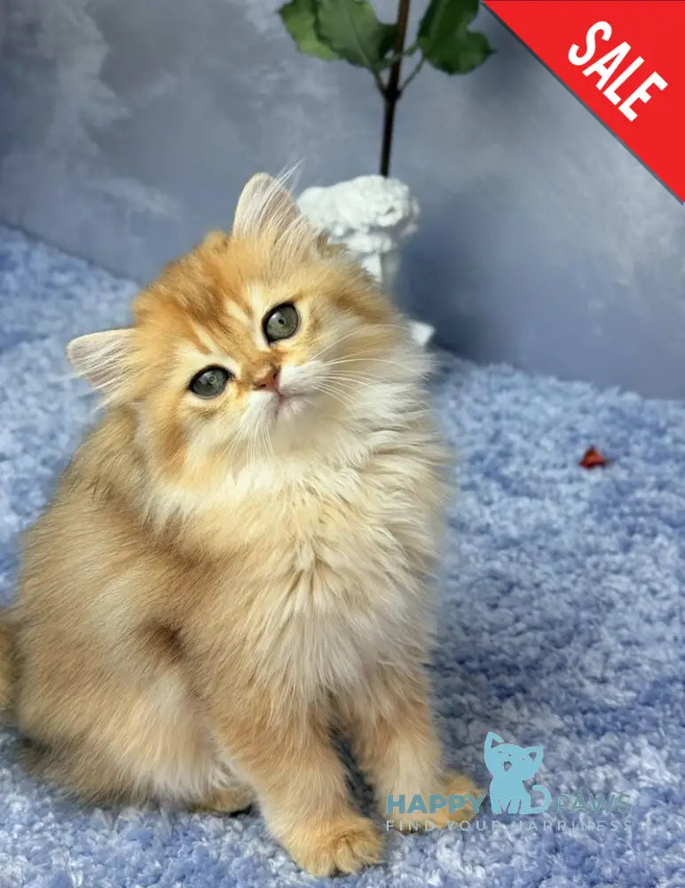 Dasha Scottish Straight female black golden shaded - live animals