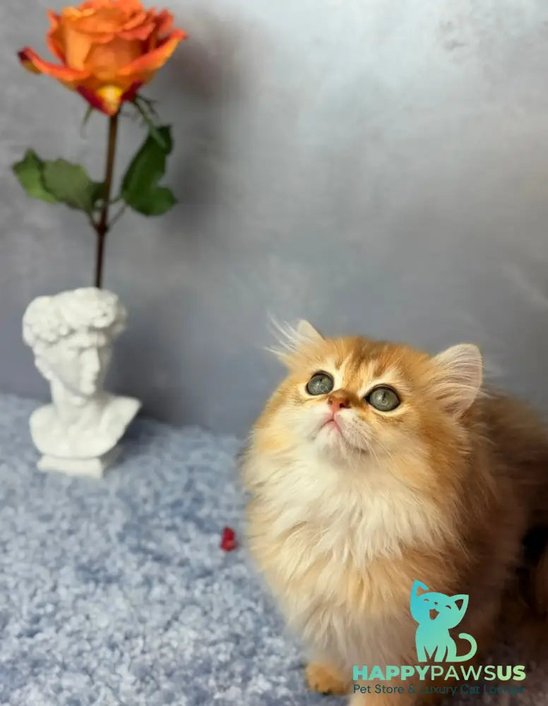 Dasha Scottish Straight female black golden shaded - live animals