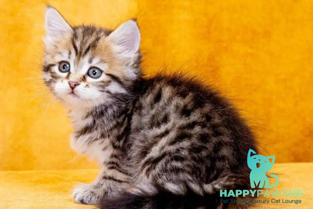 Dasha Siberian female black spotted tabby - live animals