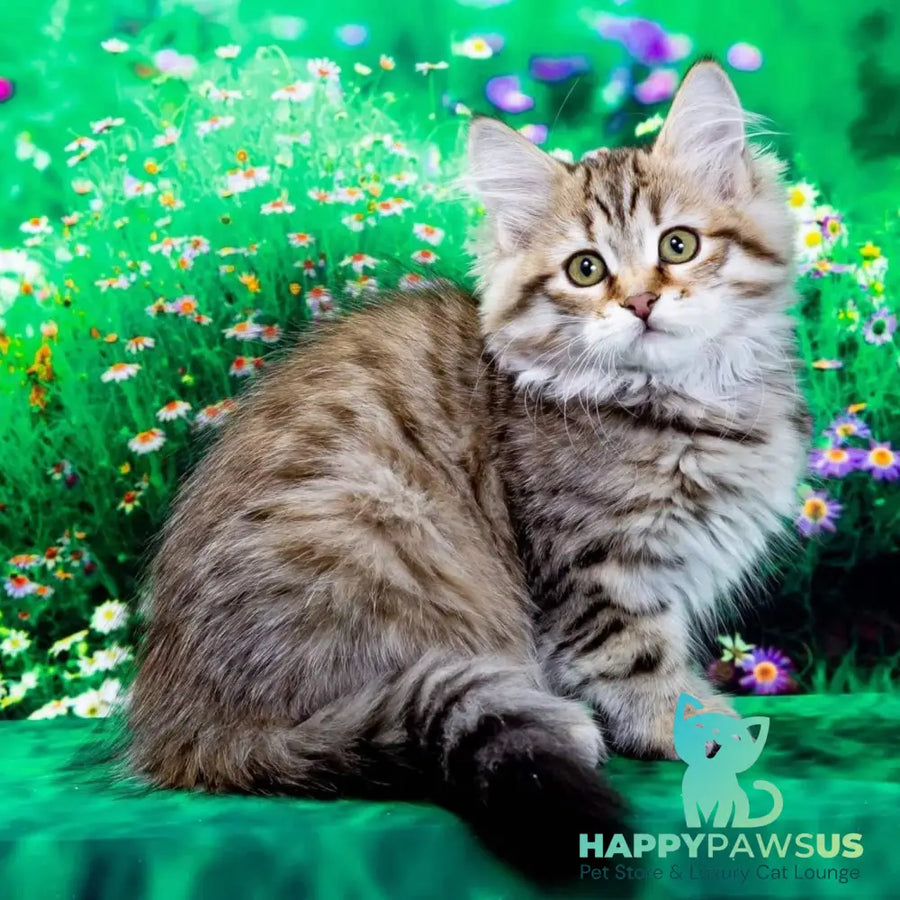Dasha Siberian female black spotted tabby - live animals
