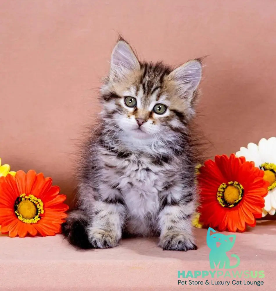 Dasha Siberian female black spotted tabby - live animals