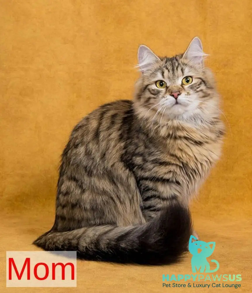 Dasha Siberian female black spotted tabby - live animals