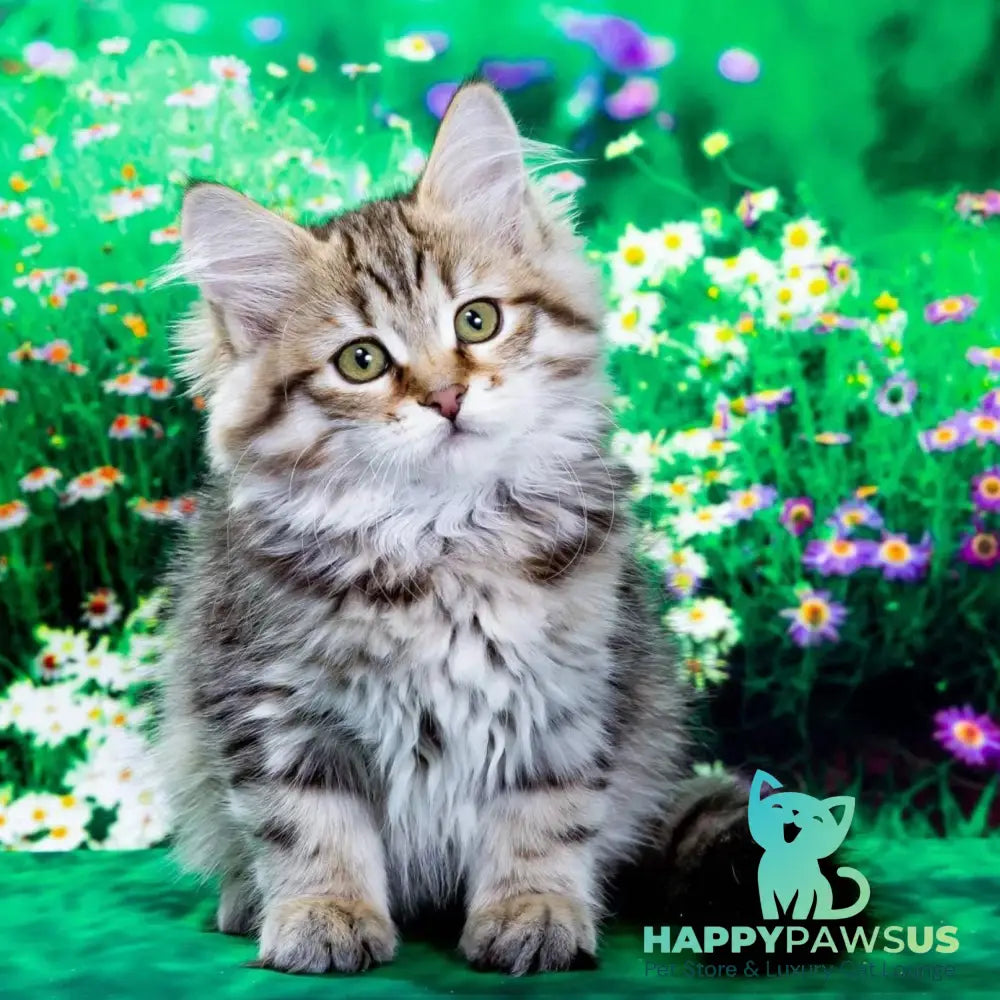 Dasha Siberian female black spotted tabby - live animals