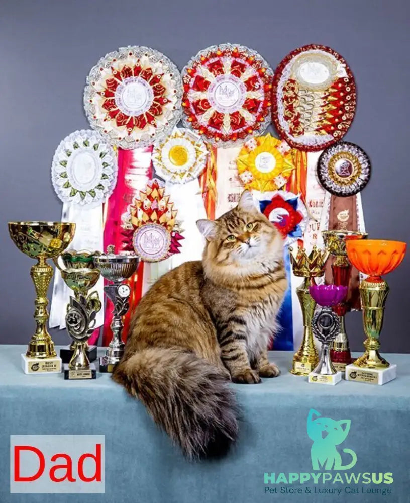 Dasha Siberian female black spotted tabby - live animals