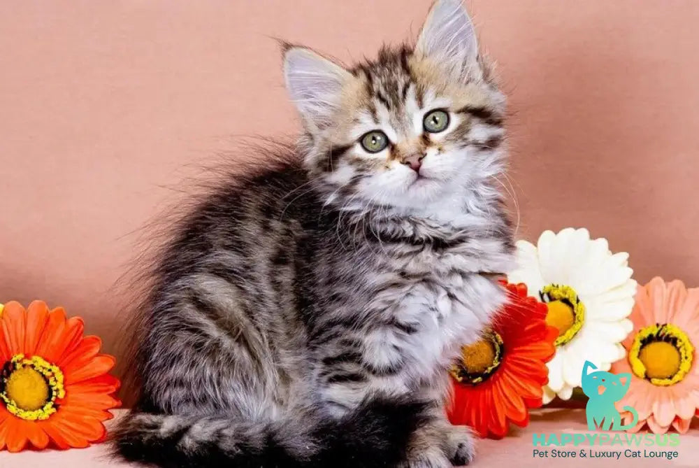 Dasha Siberian female black spotted tabby - live animals
