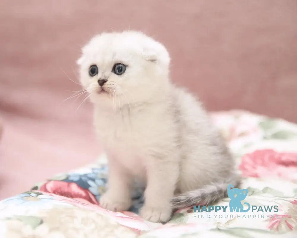 Dastin Scottish Fold male black silver shaded live animals
