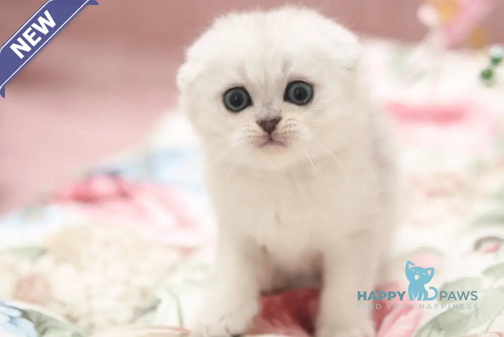 Dastin Scottish Fold male black silver shaded live animals