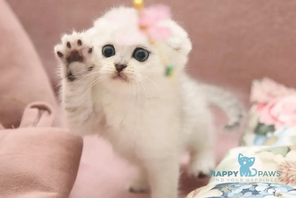 Dastin Scottish Fold male black silver shaded live animals