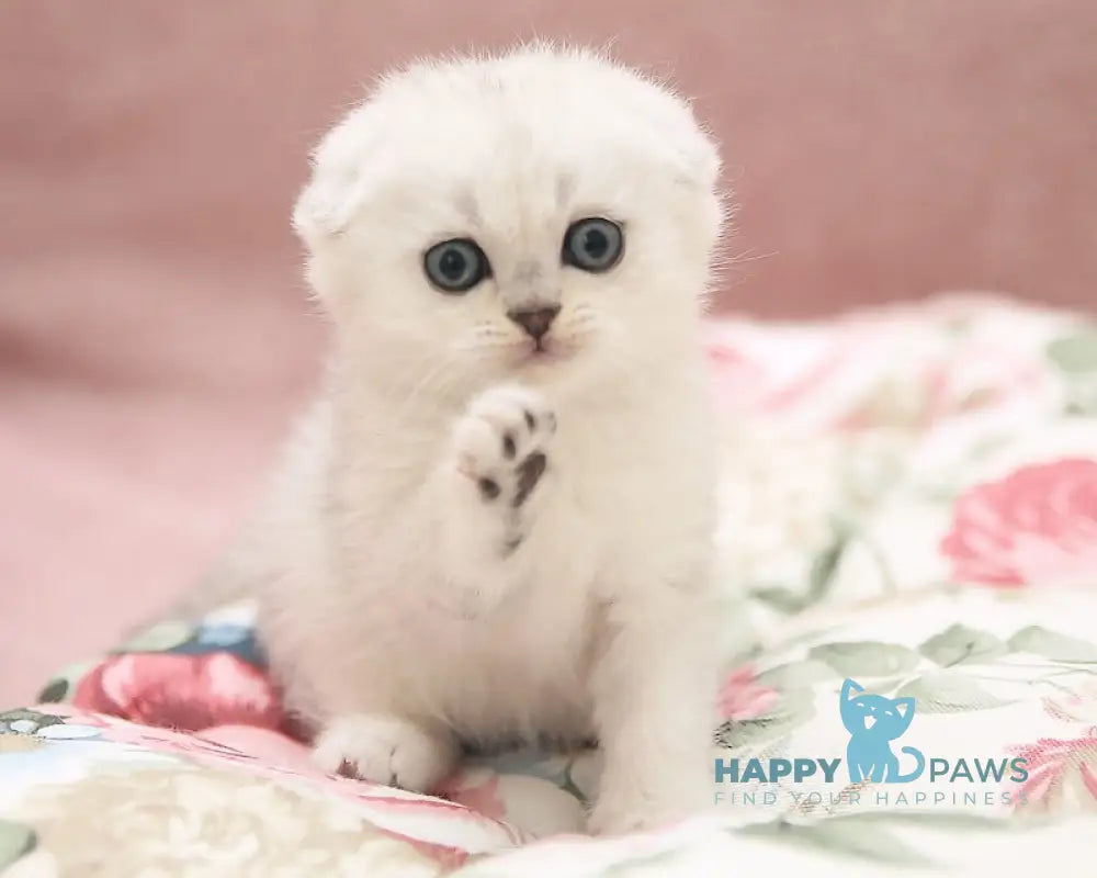 Dastin Scottish Fold male black silver shaded live animals
