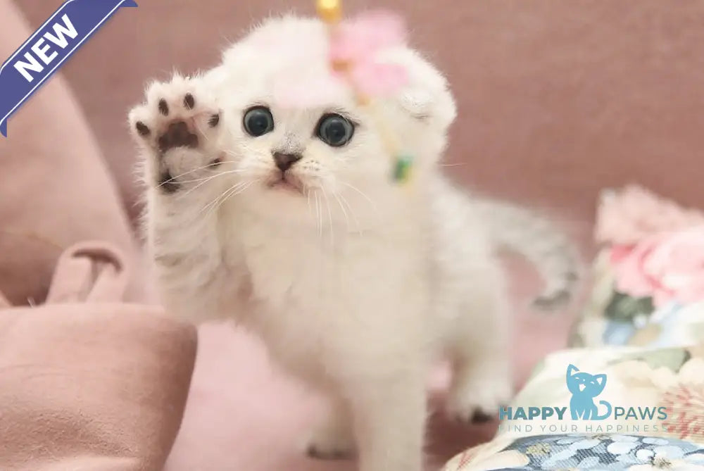 Dastin Scottish Fold male black silver shaded live animals