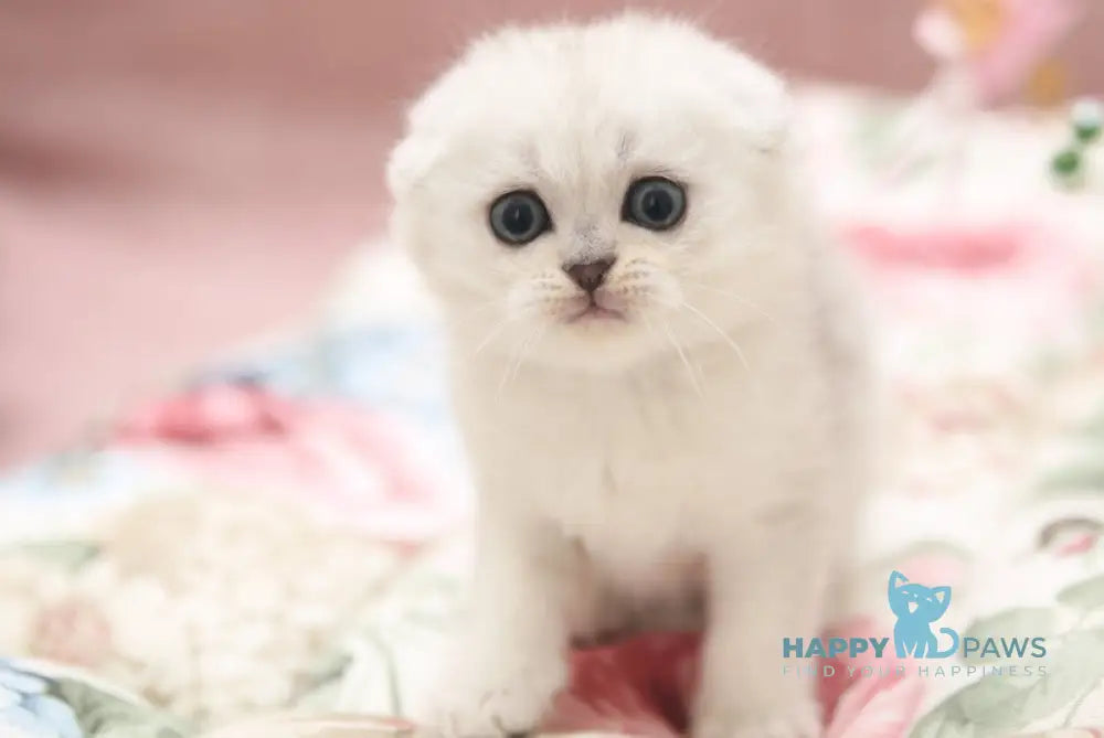 Dastin Scottish Fold male black silver shaded live animals