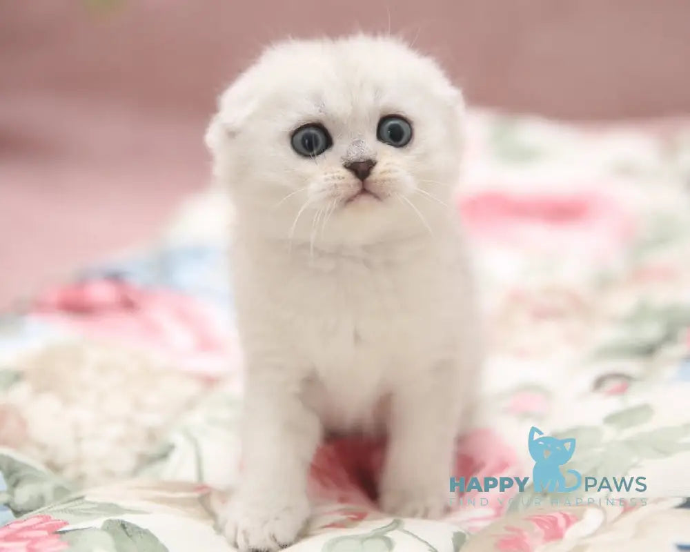 Dastin Scottish Fold male black silver shaded live animals