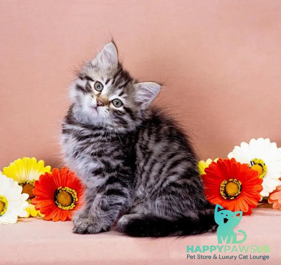 Dastin Siberian male black spotted tabby - live animals