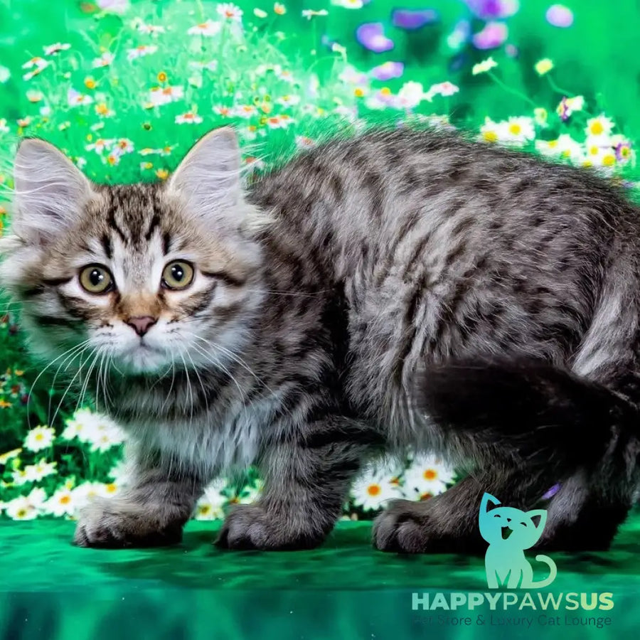 Dastin Siberian male black spotted tabby - live animals
