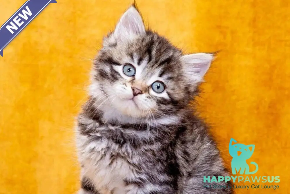 Dastin Siberian male black spotted tabby - live animals