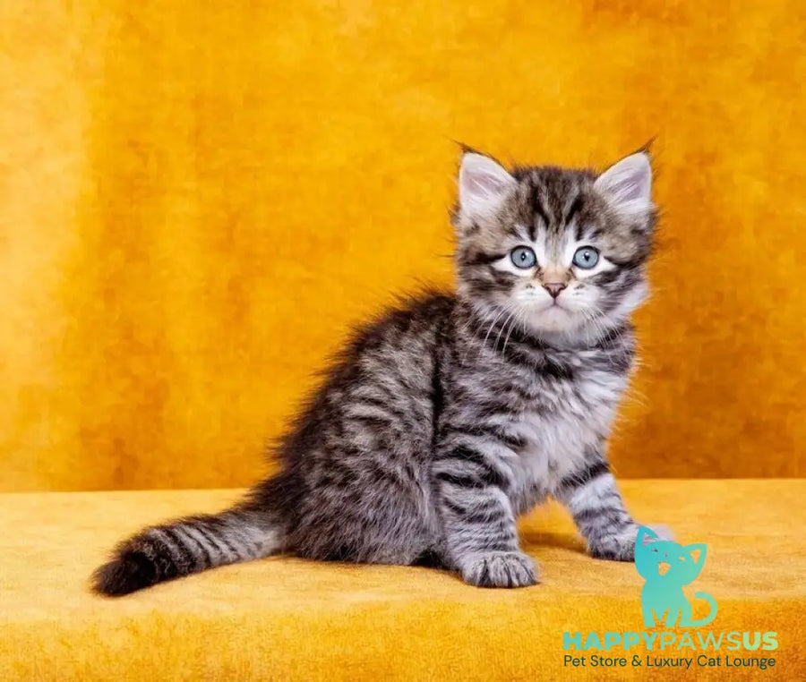 Dastin Siberian male black spotted tabby - live animals
