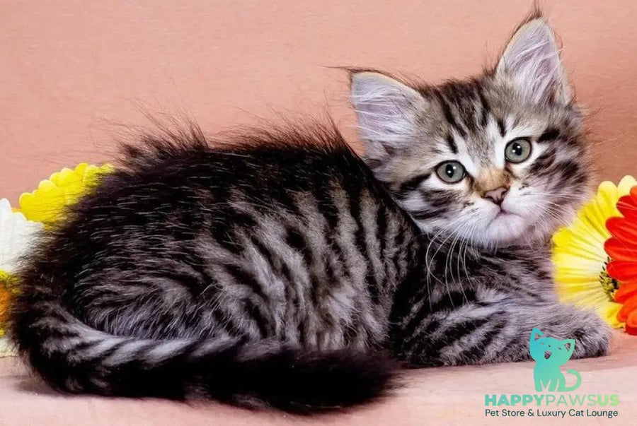 Dastin Siberian male black spotted tabby - live animals