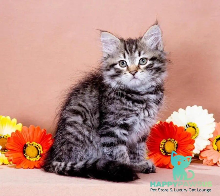 Dastin Siberian male black spotted tabby - live animals