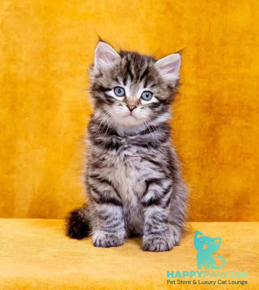 Dastin Siberian male black spotted tabby - live animals